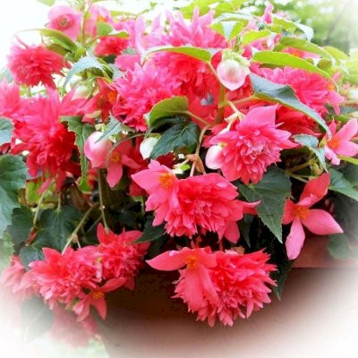 Бегония Ампельная Belleconia Rose