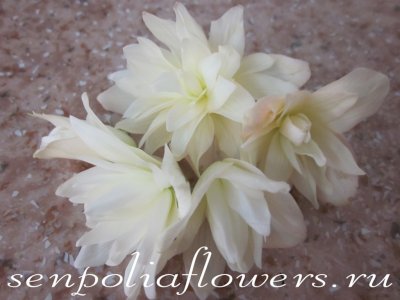 Бегония Ампельная Belleconia Snow