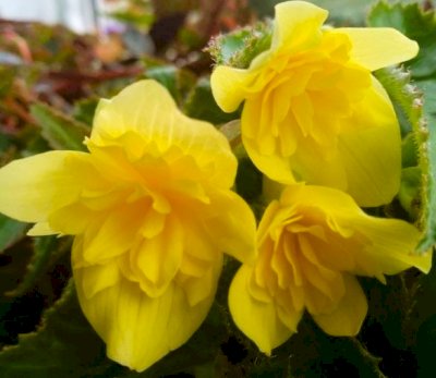 Бегония Ампельная Belleconia Yellow 