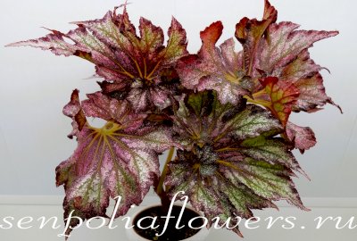 Бегония Benikanzashi