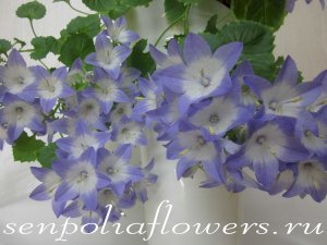 Кампанула Любовник ( Berlin Bicolor)