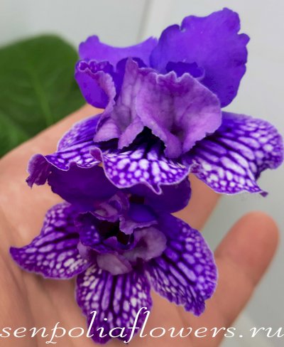 Стрептокарпус Blue Frills (Dibley)