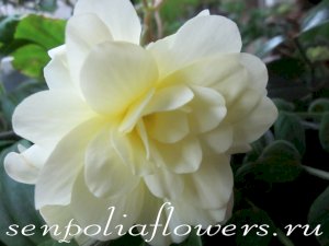 Бегония Ампельная Chardonnay