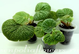 Бегония Crispula