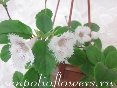 Альсобия Punctata