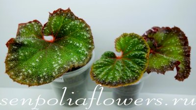 Бегония DS-Джульетта