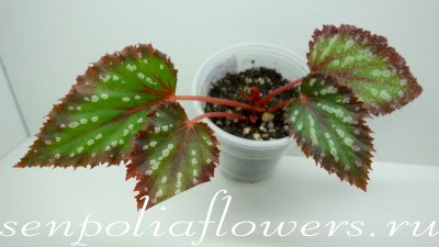 Бегония DS-Птица Говорун