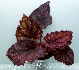 Бегония DS-Ягода Малина