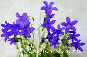 Кампанула Портеншлага Blue