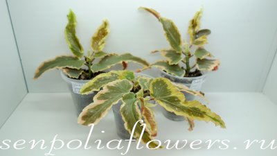 Бегония Dainty Spays Sport