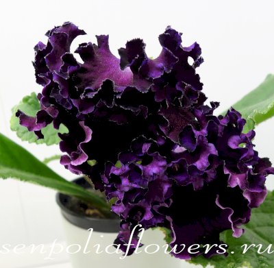 Стрептокарпус Dem-Чёрный Лебедь (Демченко Д)