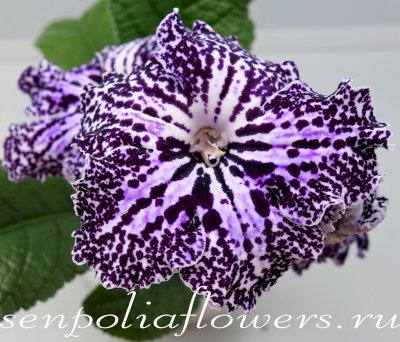 Стрептокарпус Dem-Ягуар ( Денисенко Д)