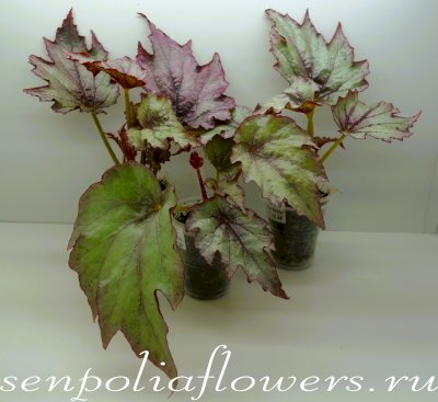 Бегония Diadema Kupferkonigin
