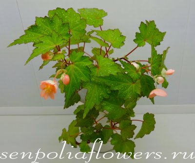 Бегония Ампельная Dibley's Pink Showers