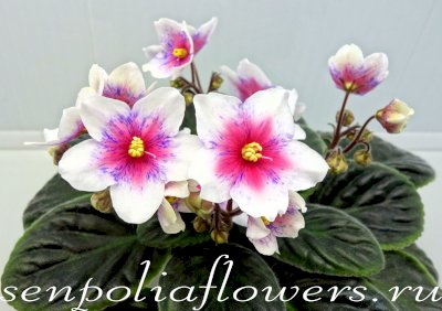 Фиалка Dn-Bora Bora (Д. Денисенко) 2019