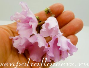 Фиалка Dn-Рожева Конвалiя (Денисенко Д.) 2016г