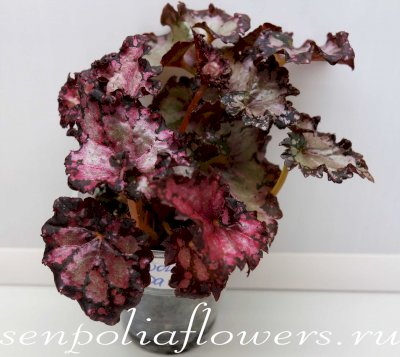 Бегония Dollar Down