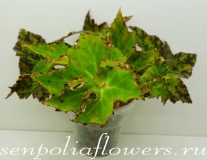 Бегония Double Jeopardy