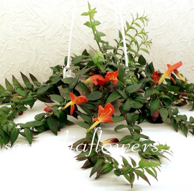 Колумнея  Early Bird