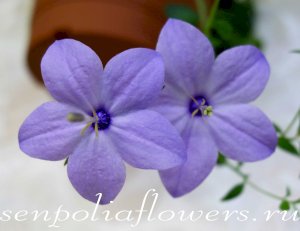 Кампанула Chirillo