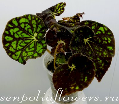 Бегония Froggy