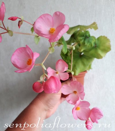 Бегония Ампельная Gloire de Lorreine 