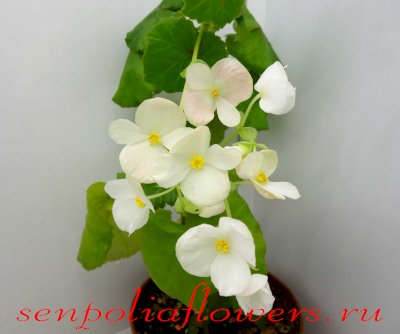 Бегония Ампельная Gloire de Lorreine White (Белая)