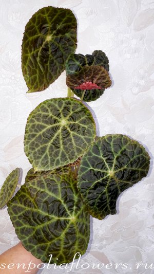 Бегония Goegoensis Бегония гоэгская