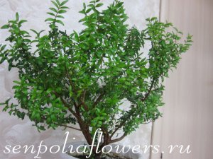 Мирт Мелколистный 