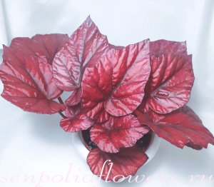 Бегония Inca Fire