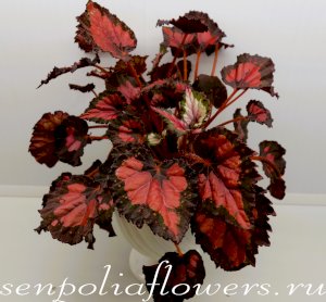 Бегония Inca Night