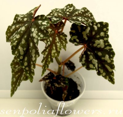 Бегония Izumonokiraboshi 