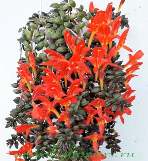 Колумнея Janella