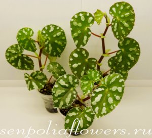 Бегония Jiewhoei Kiew