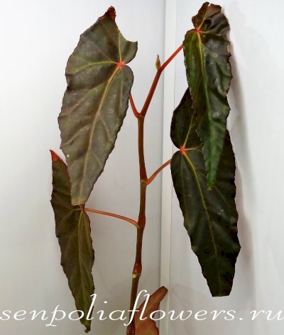Бегония Laruei aceh Sumatera