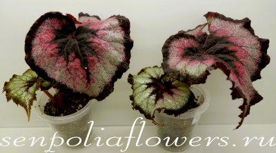 Бегония Lazer Light