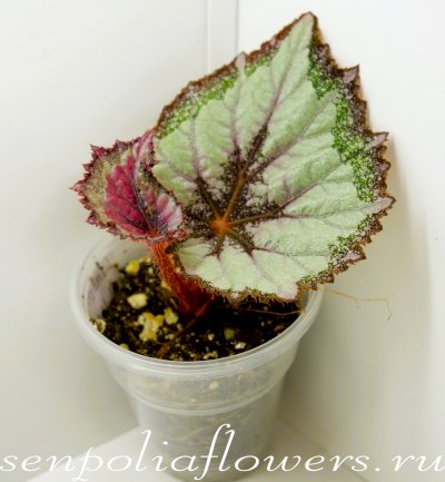 Бегония Limbo