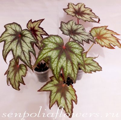 Бегония Little Brother Montgomery