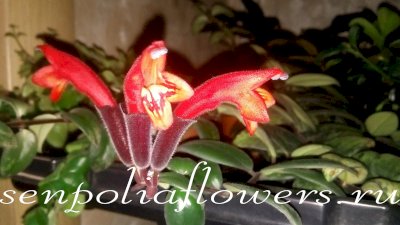 Эсхинантус Lobbianus Variegated