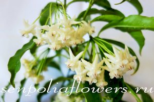 Hoya Lockii Хойя Локки