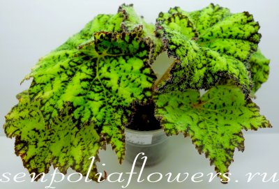 Бегония Lospe-Tu