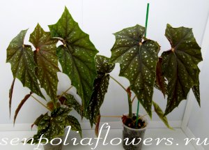 Бегония Lubbergei