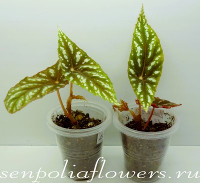 Бегония Lubbersii