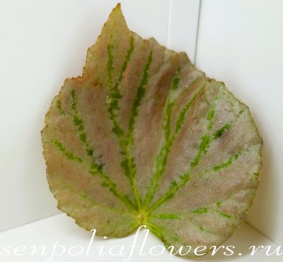 Бегония Martin's Mystery