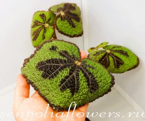 Бегония Masoniana Little Rock