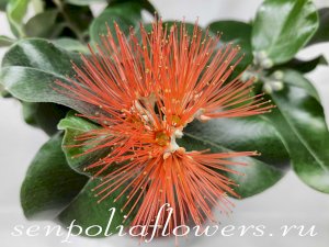 Метросидерос Томаса Metrosideros Thomasii 