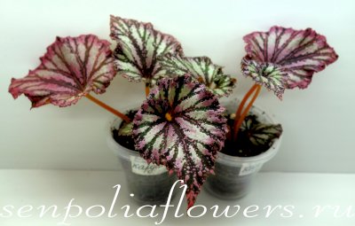 Бегония NG-Кардинал