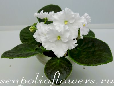 Фиалка Ness' Snow Clouds (D.Ness)