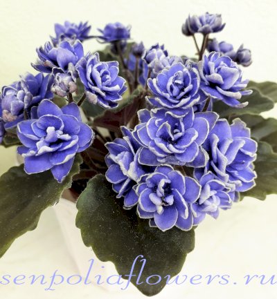 Фиалка Ness' Crinkle Blue