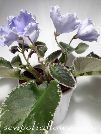 Фиалка OS-Белые Ночи (С. Осипова) 2018 г.